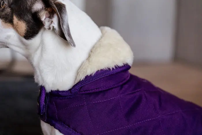 KENTUCKY DOGWEAR | Original Dog Coat - Royal Purple