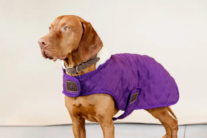 KENTUCKY DOGWEAR | Original Dog Coat - Royal Purple