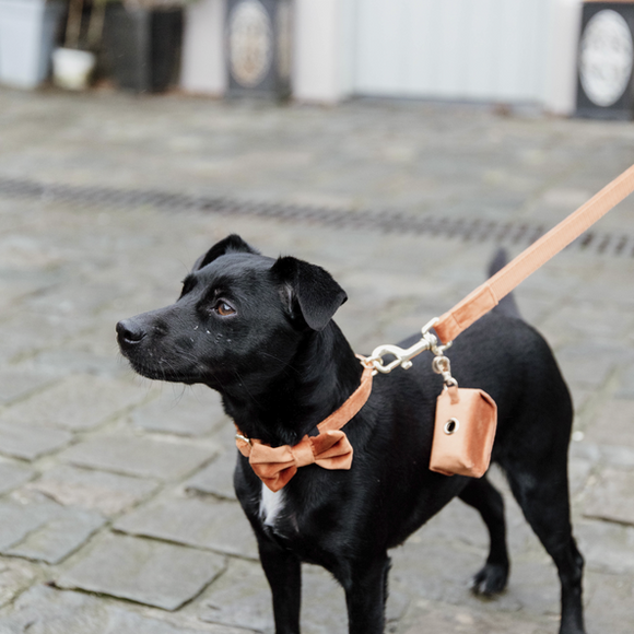 KENTUCKY DOGWEAR | Hondenstrikje Velvet - Oranje