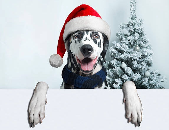 DIY: originele ideeën om een saaie hondenbench te pimpen voor Kerst.
