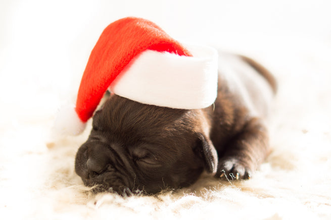Shoppen: de leukste kerstcadeaus voor jouw hond.