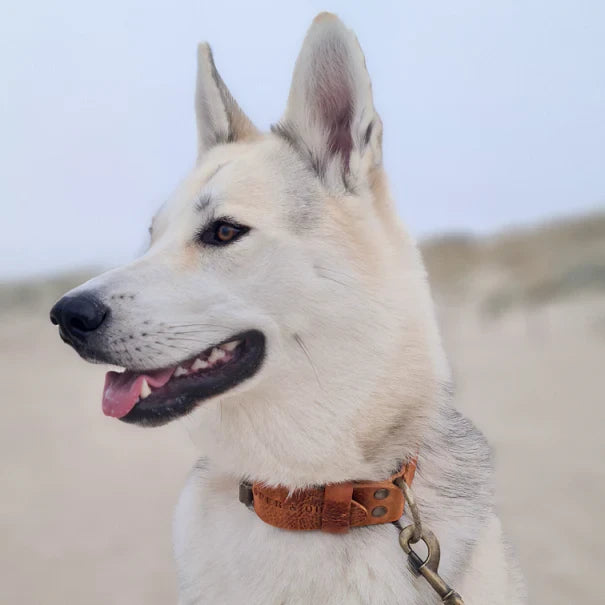 BOLD | Brede Leren Halsband - Camel