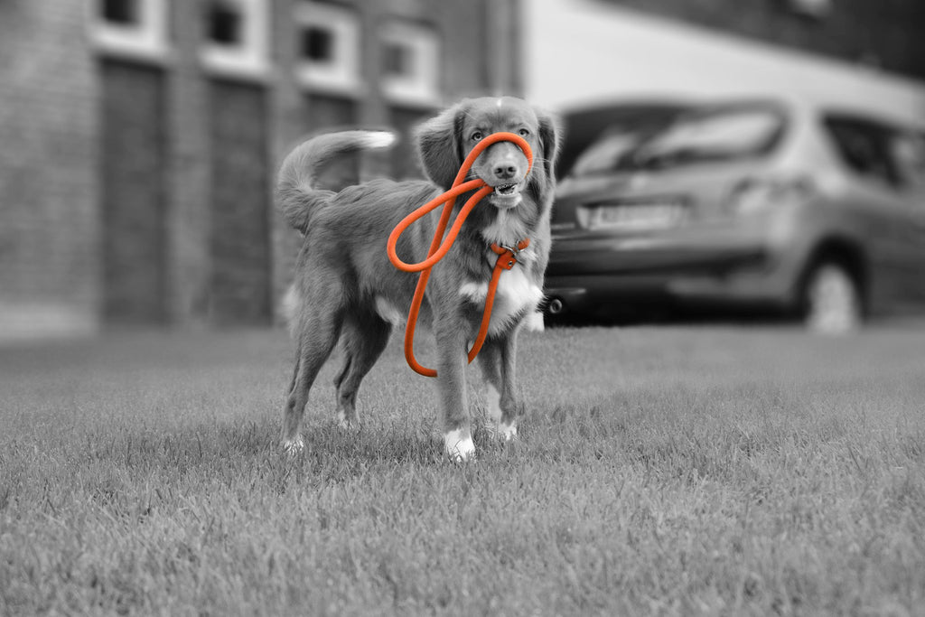 REBEL PETZ | Training Leash - Oranje