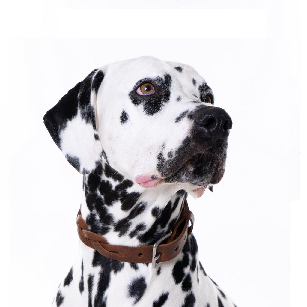 TWISTED | Halsband - Bruin