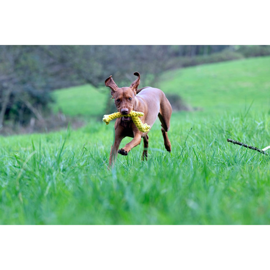 Greta Giraffe