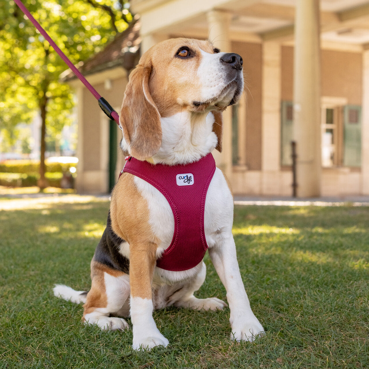 Curli Vest Harness Clasp Air-Mesh grün L Curli Vest Harness Clasp Air-Mesh grün L
