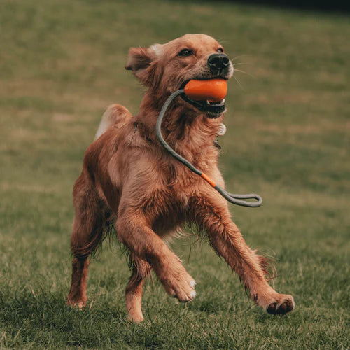 BECO | Slinger Pebble - Oranje