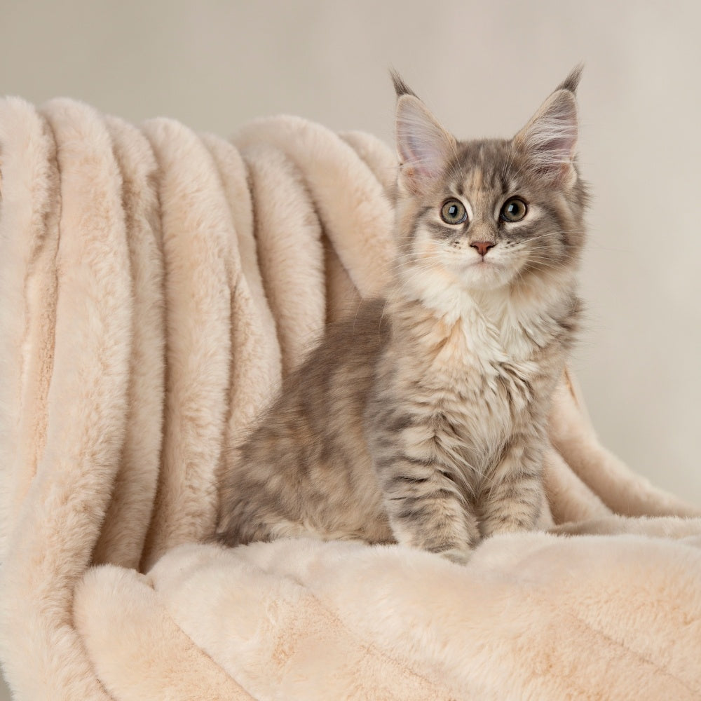 SCRUFFS | Aspen Blanket – Crème