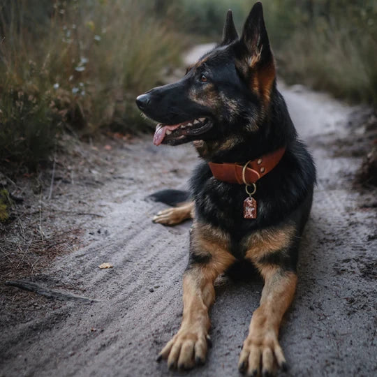 BOLD | Brede Leren Halsband - Bruin