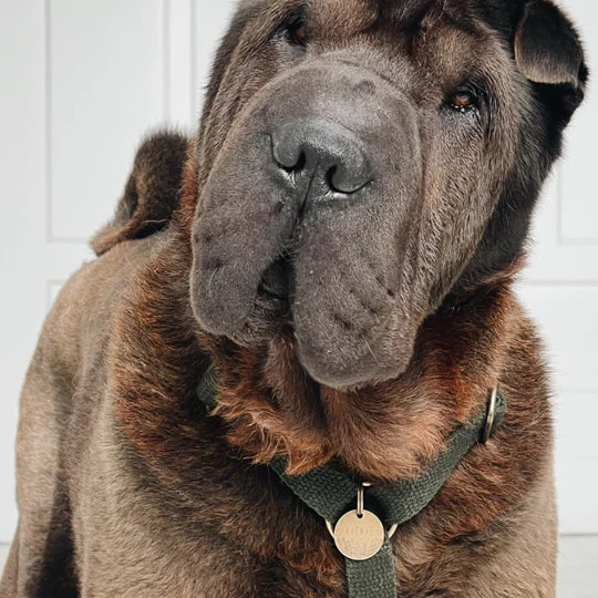 Simply Hemp | Hondentuig - Bosgroen