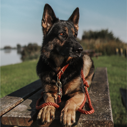 TWISTED COTTON | Verstelbare Hondenriem - Rusty Red