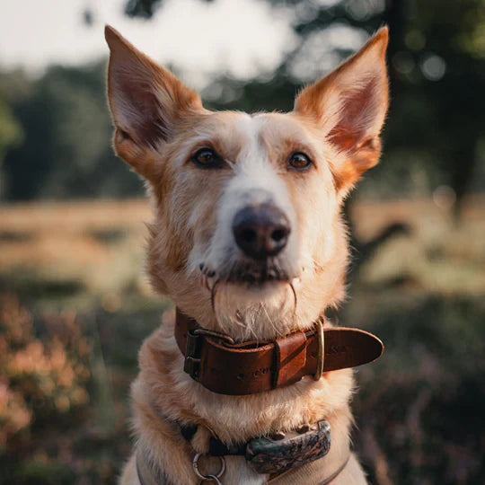 BOLD | Brede Leren Halsband - Bruin