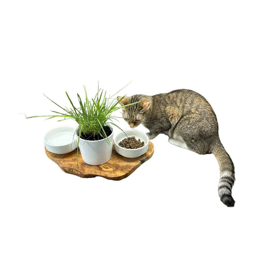 RUSTY | Olijfhout Voerstation Met Pot voor Kattengras