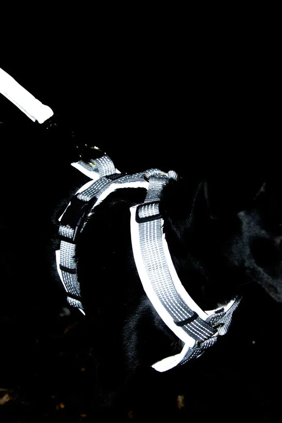 KENTUCKY DOGWEAR | Active Reflective Harnas
