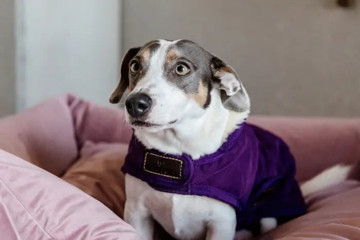 KENTUCKY DOGWEAR | Original Dog Coat - Royal Purple