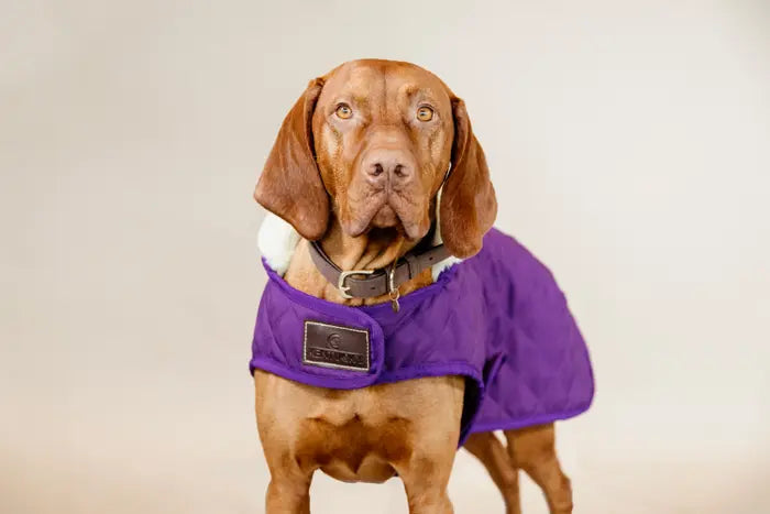 KENTUCKY DOGWEAR | Original Dog Coat - Royal Purple