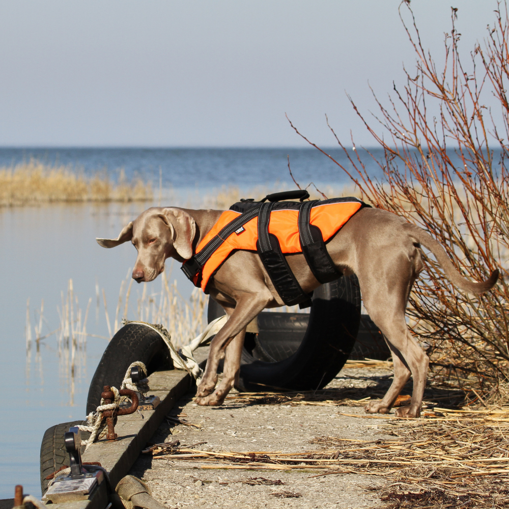 RUKKA PETS | Safety Life Vest