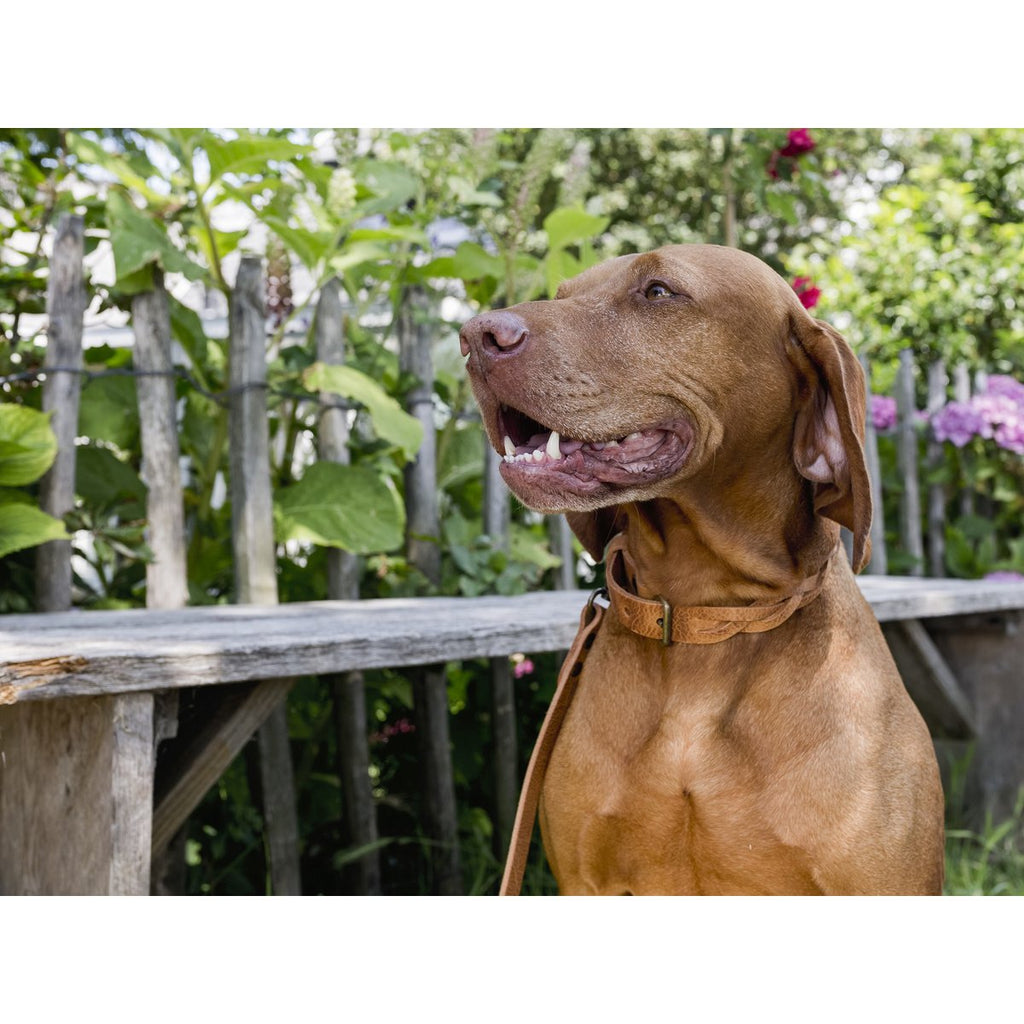 TWISTED | Halsband - Camel