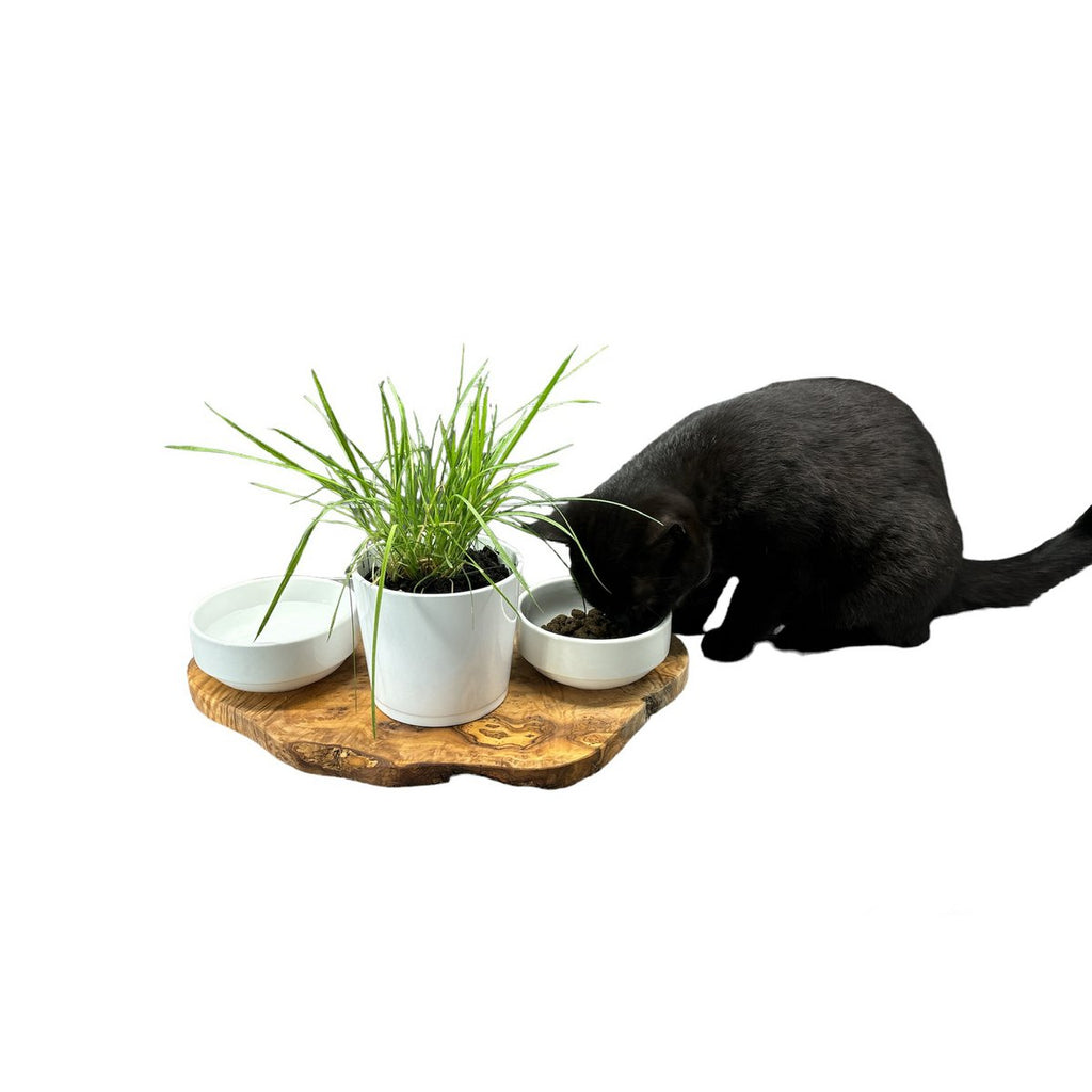 RUSTY | Olijfhout Voerstation Met Pot voor Kattengras