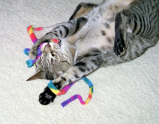 CAT DANCER | Cat Charmer