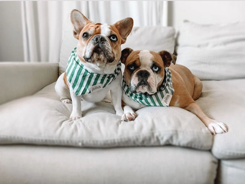 THE PAWS | Crew Dog Bandana