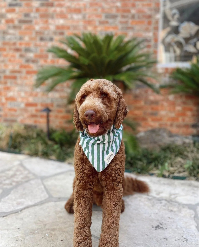 THE PAWS | Crew Dog Bandana