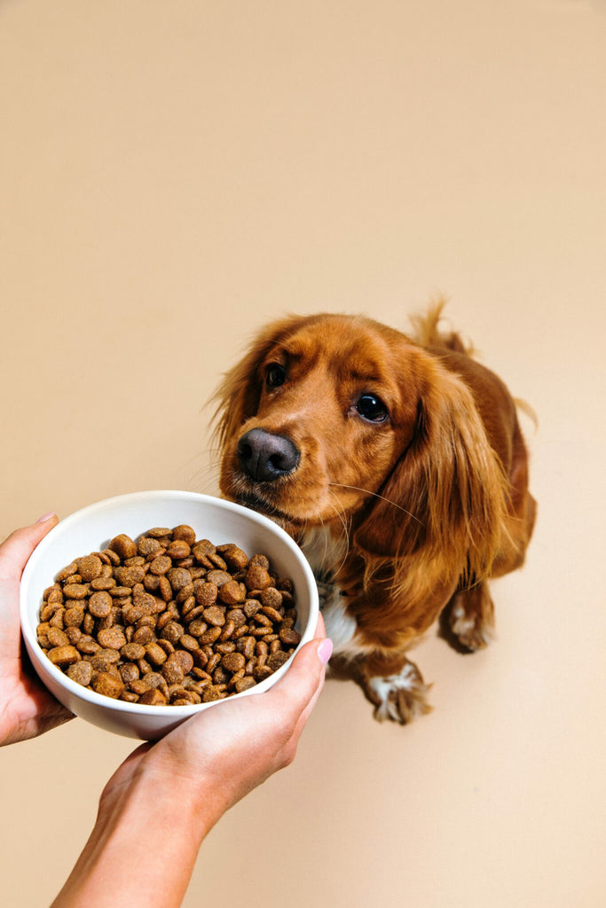 DOG CHEF | Hondenbrok met Verse Kip