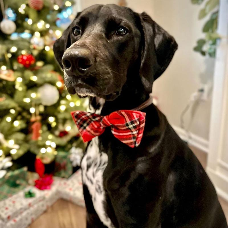 LULUBELLES | Holiday Bow Tie Royal Tartan