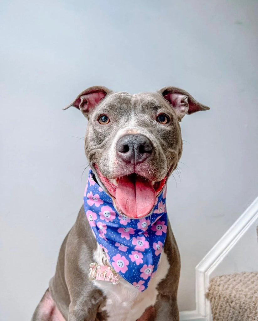 THE PAWS | Stardust Dog Bandana