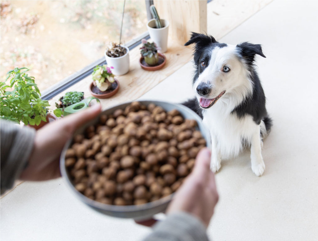 DOG CHEF | Hondenbrok met Verse Eend