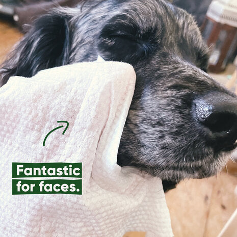 BECO PETS | Bamboo Dog Wipes - Unscented