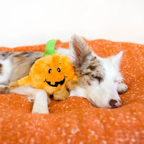 ZIPPYPAWS | Halloween Brainey - Pumpkin