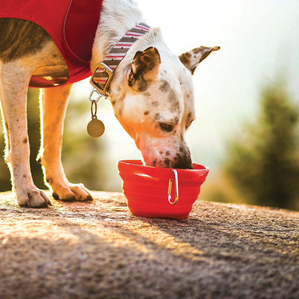 KURGO | Collaps-a-Bowl - Rood