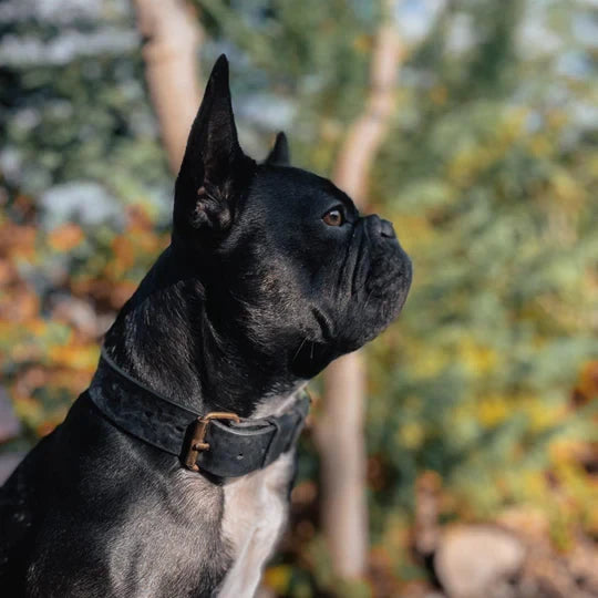 BOLD | Brede Leren Halsband - Zwart