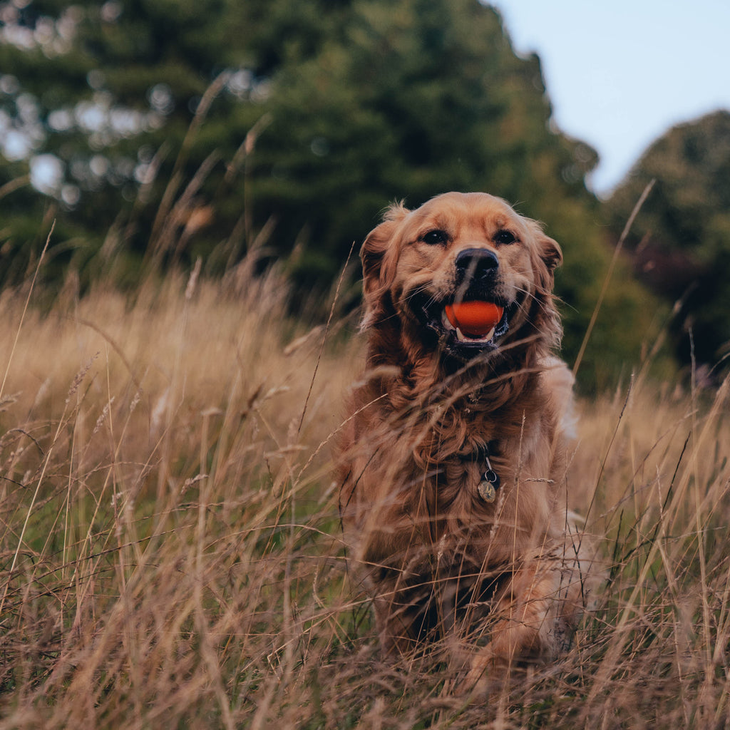 BECO | Fetch Ball - Oranje