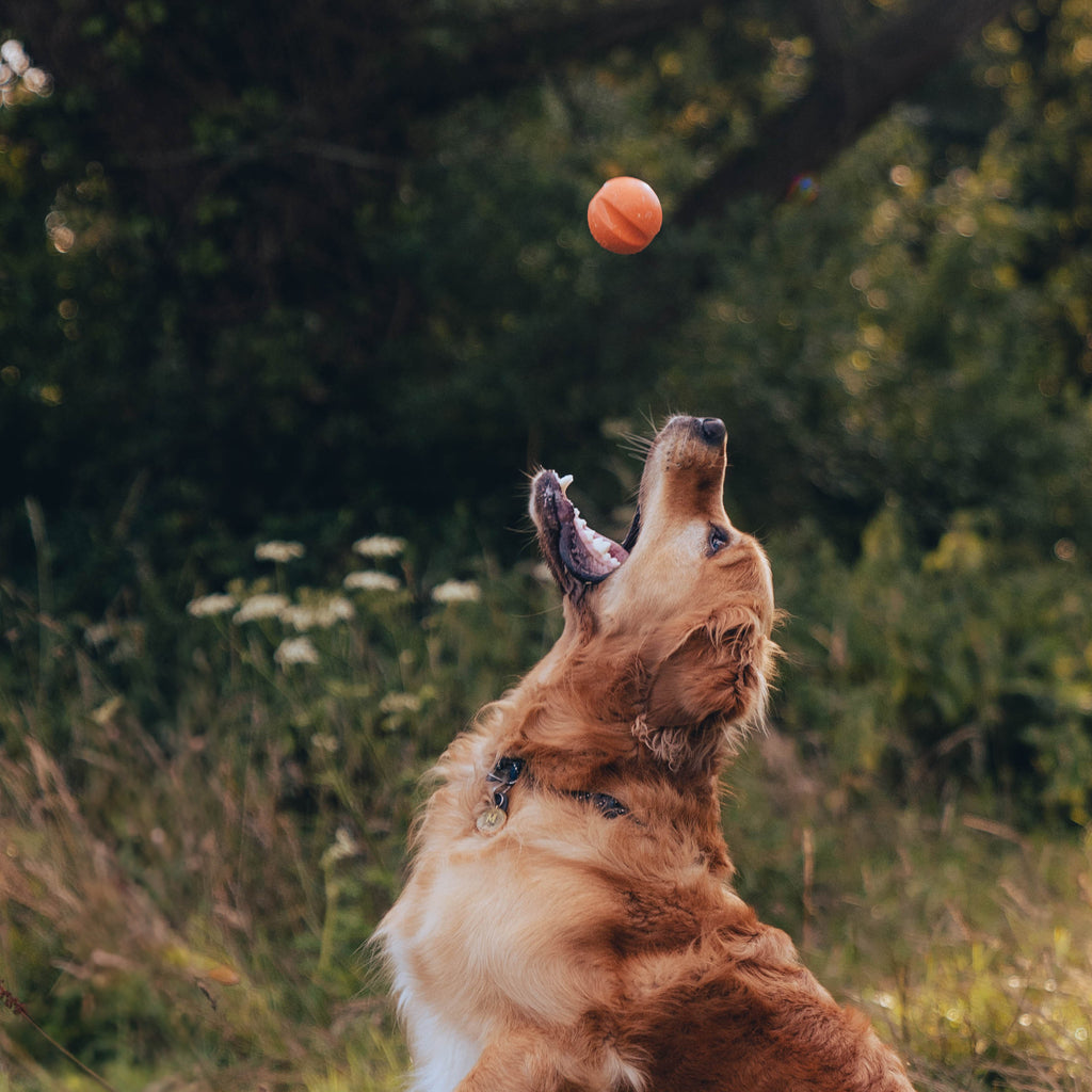 BECO | Fetch Ball - Oranje