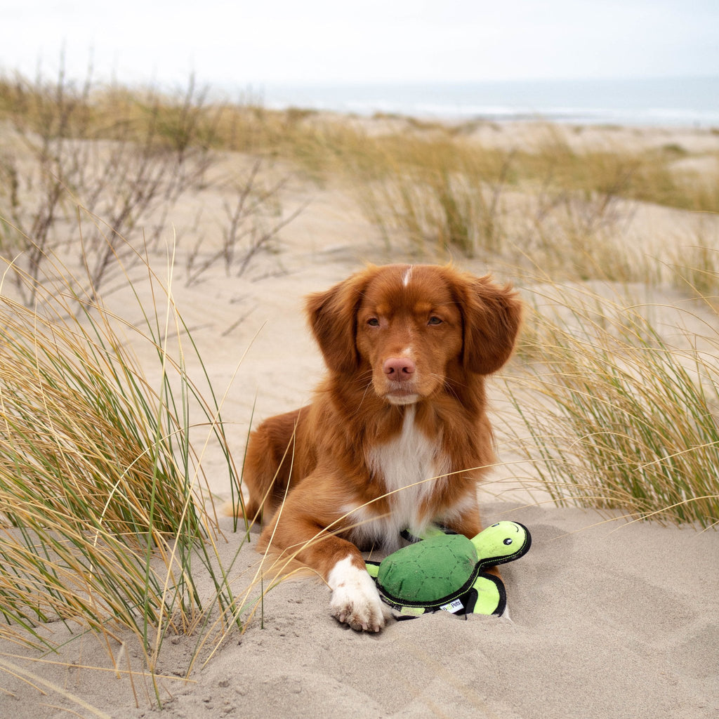 BECO PLUSH | Tommy the Turtle