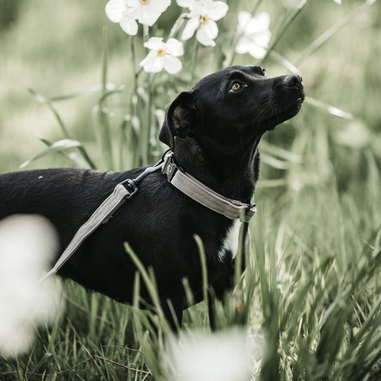 KENTUCKY DOGWEAR | Lizard Halsband - Beige