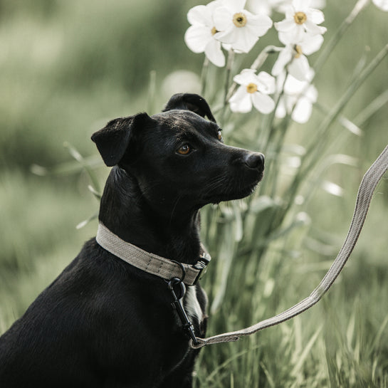 KENTUCKY DOGWEAR | Lizard Halsband - Beige