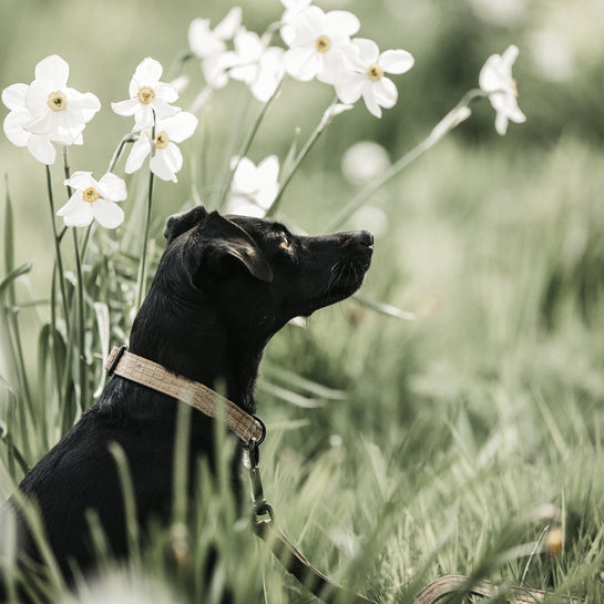 KENTUCKY DOGWEAR | Lizard Halsband - Bruin