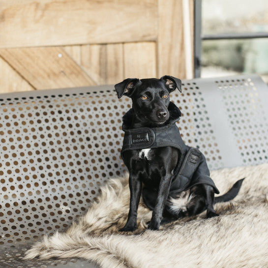KENTUCKY DOGWEAR | Original Dog Coat - Zwart