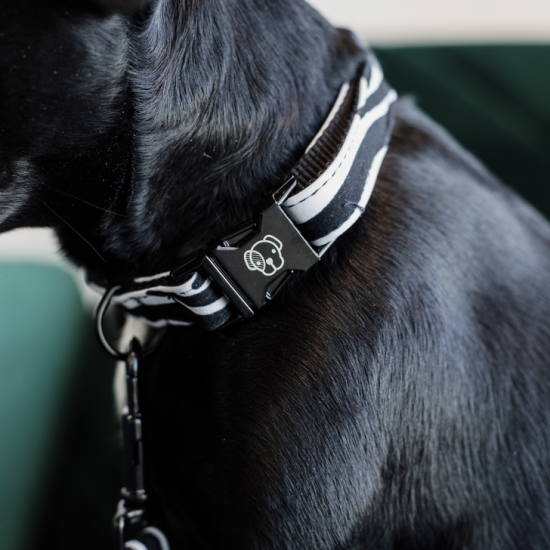 KENTUCKY DOGWEAR | Zebra Halsband