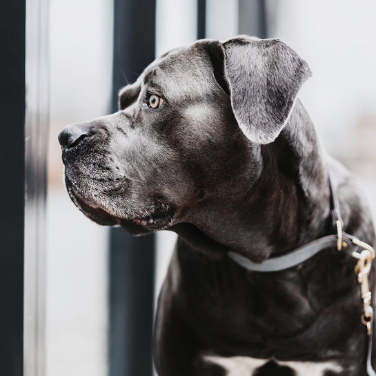 KENTUCKY DOGWEAR | Halsband Loop