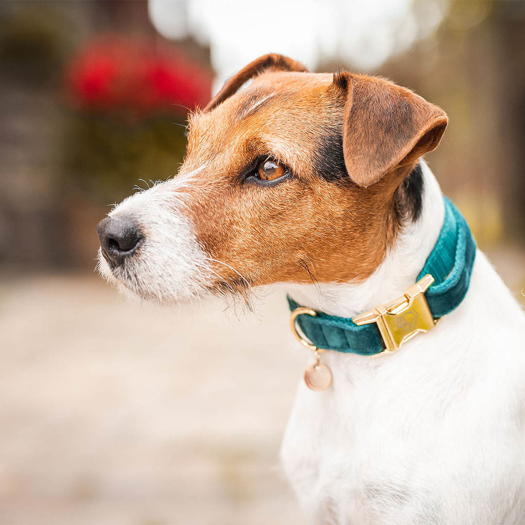 KENTUCKY DOGWEAR | Velvet Halsband - Emerald