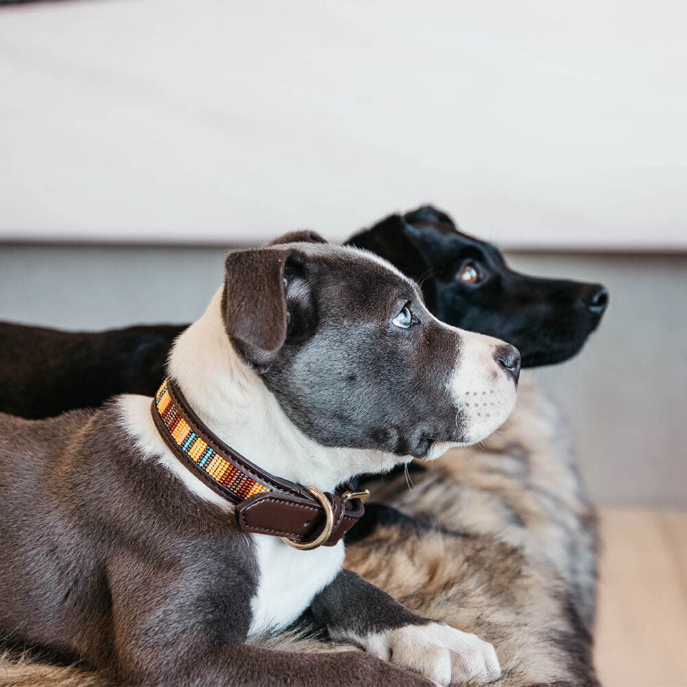 KENTUCKY DOGWEAR | Luxe Parels Halsband - Oranje
