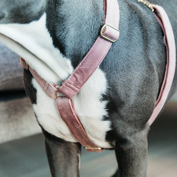 KENTUCKY DOGWEAR | Loop Velvet Harnas - Oud Roze