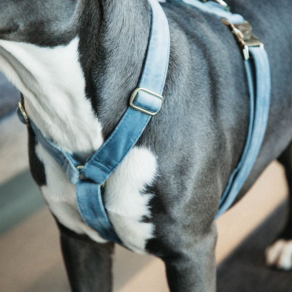 KENTUCKY DOGWEAR | Loop Velvet Harnas - Licht Blauw