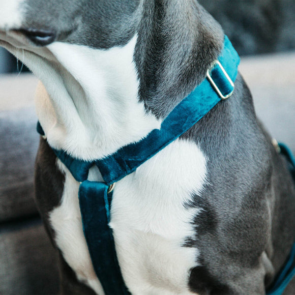 KENTUCKY DOGWEAR | Loop Velvet Harnas - Emerald