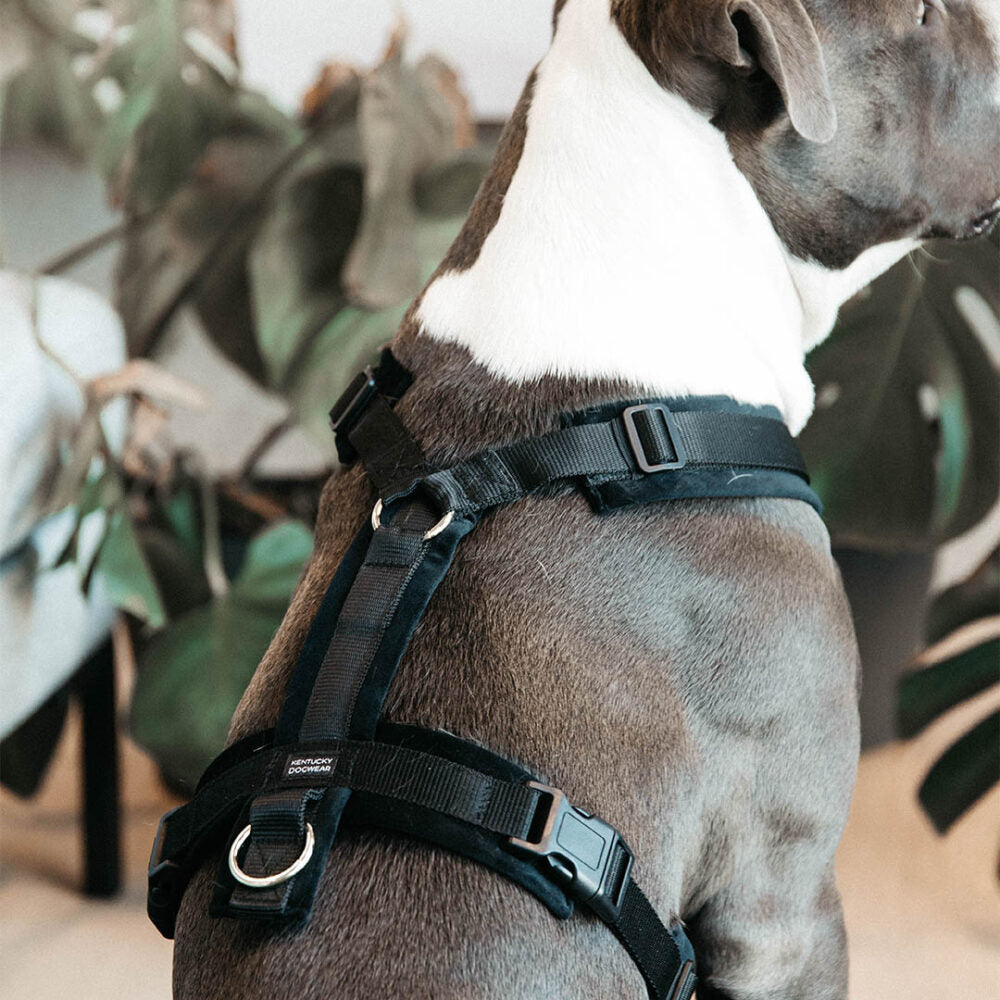 KENTUCKY DOGWEAR | Active Velvet Harnas - Zwart