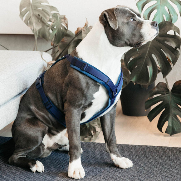 KENTUCKY DOGWEAR | Active Velvet Harnas - Marineblauw